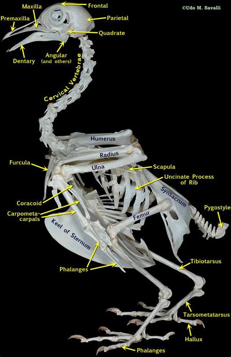 動物骨骼|图说骨骼系统(Skeletal system)·脊椎动物